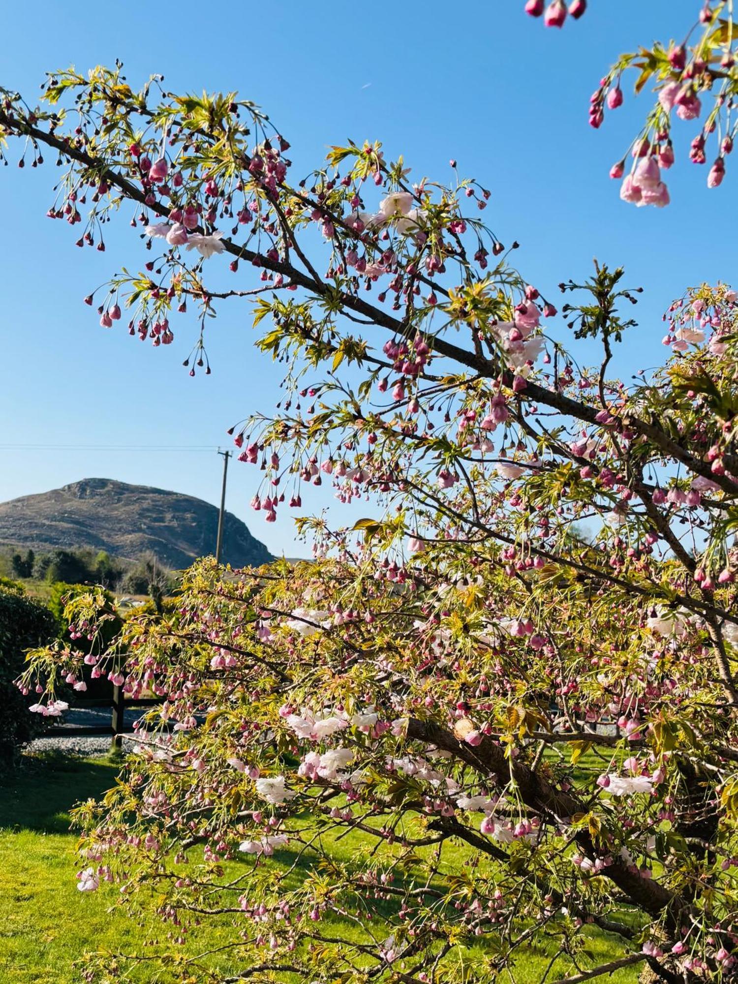 Hillcrest Farmhouse Bed & Breakfast Boyhollagh エクステリア 写真